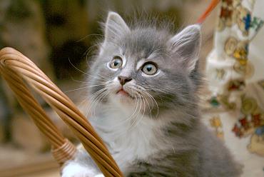 Sibirische Katzen Heseke von der Gronau