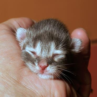 Sibirische Katzen Hetty von der Gronau