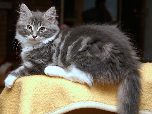 Sibirische Katzen Hetty von der Gronau