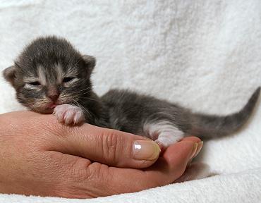 Sibirische Katzen Hetty von der Gronau