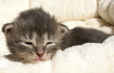 Sibirische Katzen Hetty von der Gronau