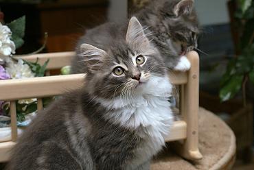 Sibirische Katzen Hetty von der Gronau