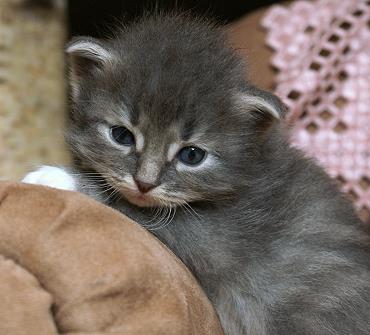 Sibirische Katzen Hetty von der Gronau