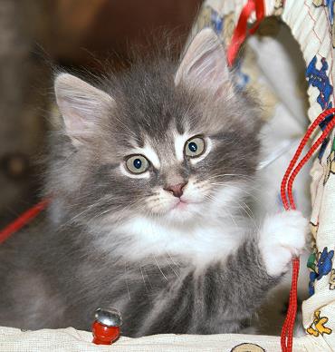 Sibirische Katzen Hetty von der Gronau