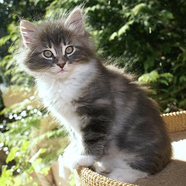 Sibirische Katzen Hetty von der Gronau