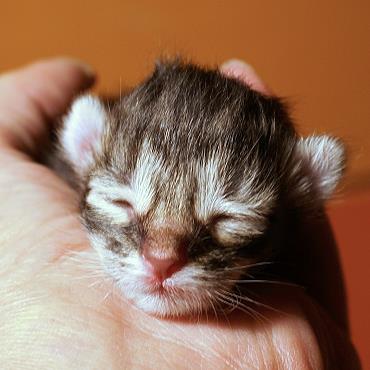 Sibirische Katzen Hinnerk von der Gronau