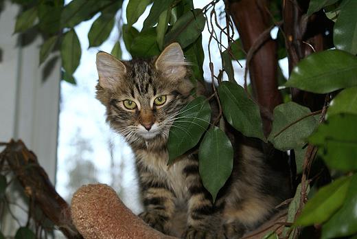 Sibirische Katzen Hinnerk von der Gronau