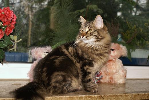 Sibirische Katzen Hinnerk von der Gronau