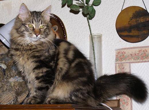 Sibirische Katzen Hinnerk von der Gronau