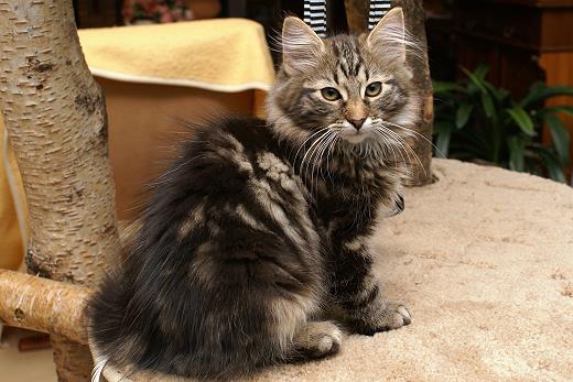 Sibirische Katzen Hinnerk von der Gronau