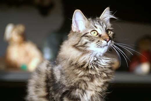 Sibirische Katzen Hinnerk von der Gronau