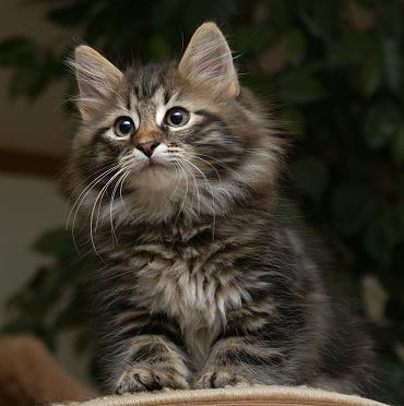 Sibirische Katzen Hinnerk von der Gronau