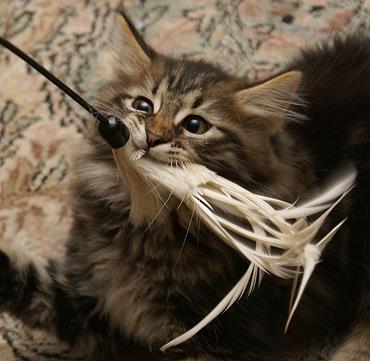 Sibirische Katzen Hinnerk von der Gronau