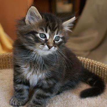 Sibirische Katzen Hinnerk von der Gronau