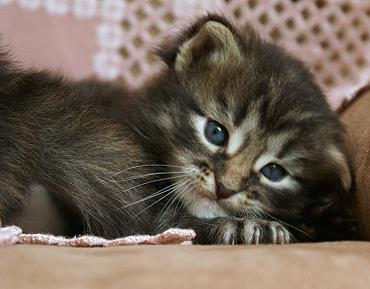 Sibirische Katzen Hinnerk von der Gronau