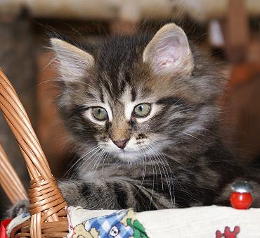 Sibirische Katzen Hinnerk von der Gronau