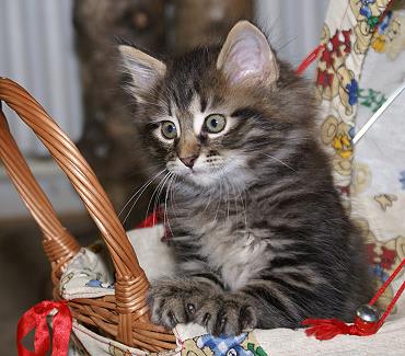 Sibirische Katzen Hinnerk von der Gronau