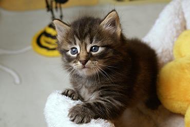 Sibirische Katzen Hinnerk von der Gronau