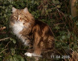 Sibirische Katzen Fadejew vom Schlopavillon