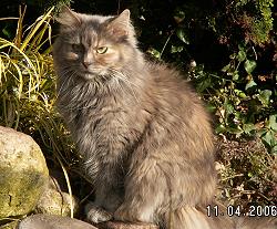 Sibirische Katzen Yanisha von der Gronau