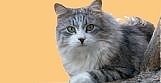 Sibirische Katze von der gronau - Schmusekätzchen für Schmusemenschen