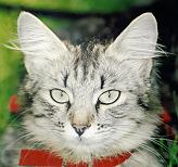 Sibirische Katze Galinka von der Gronau