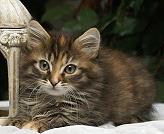 Sibirische Katzen Felicia von der Gronau * An der Gronau 7 * 25479 Ellerau * Tel./Fax: 04106 71661