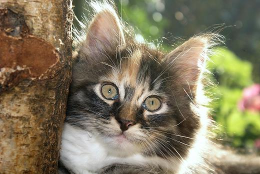 Sibirische Katze Hela von der Gronau