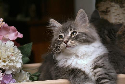 Sibirische Katze Hetty von der Gronau