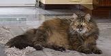 Sibirische Katze Zerafina von der Gronau
