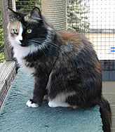 Sibirische Katzen Ursina von der Gronau * An der Gronau 7 * 25479 Ellerau * Tel./Fax: 04106 71661