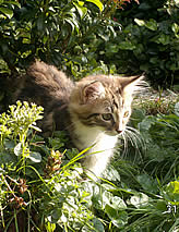 Sibirische Katzen von der Gronau * An der Gronau 7 * 25479 Ellerau * Tel./Fax: 04106 71661