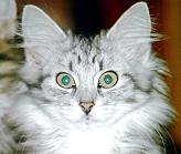 Sibirische Katze Gipsy von der Gronau