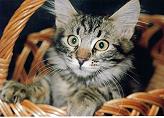 Sibirische Katze Grigorij von der gronau