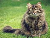 Sibirische Katze Grischenka von der Gronau