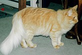 Sibirische Katze Kasimir von der Gronau