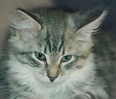 Sibirische Katze Katalina von der Gronau