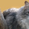 Sibirische Katze von der Gronau