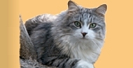 Sibirische Katzen von der Gronau * An der Gronau 7 * 25479 Ellerau * Tel./Fax: 04106 71661