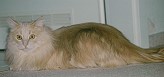 Sibirische Katze Merlin von der Gronau