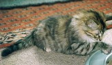 Sibirische Katze Minoschka von der Gronau