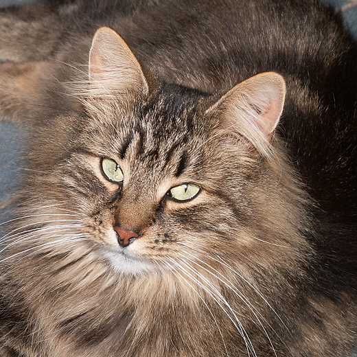 Sibirische Katzen Anjuli von der Gronau