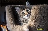 Sibirische Katzen Cera von der Gronau * An der Gronau 7 * 25479 Ellerau * Tel./Fax: 04106 71661