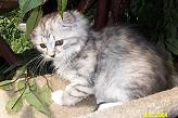 Sibirische Katzen Darinja von der Gronau