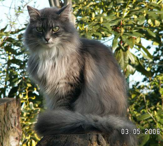 Sibirische Katzen Fedor von der Gronau