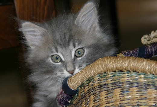 Sibirische Katze Balishka von der Gronau 