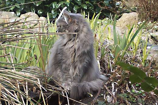 Sibirische Katzen Barinja iz Amu Darja