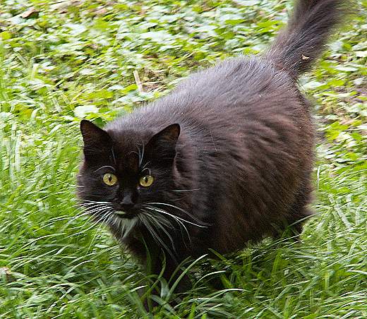 Sibirische Katze Basilikr von der Gronau