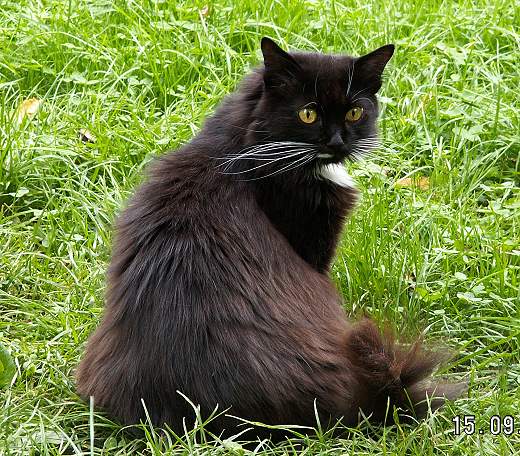 Basilika von der Gronau * Sibirische Katze