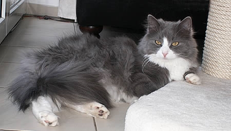 Sibirische Katze Bitja von der Gronau